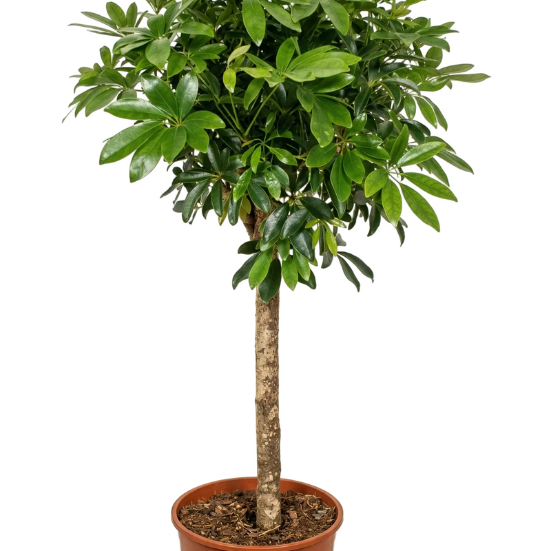 Schefflera auf Stamm, 150 cm: Tropischer Blickfang für Ihr Zuhause