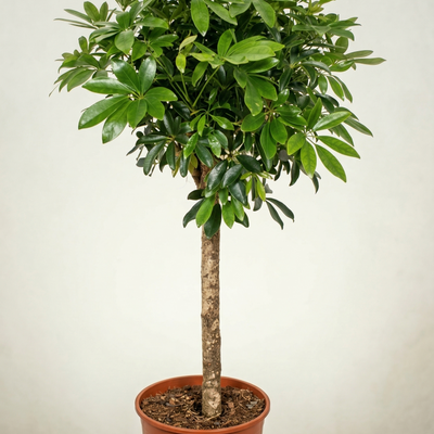 Schefflera auf Stamm, 150 cm: Tropischer Blickfang für Ihr Zuhause
