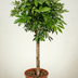 Schefflera auf Stamm, 150 cm: Tropischer Blickfang für Ihr Zuhause Bild 2