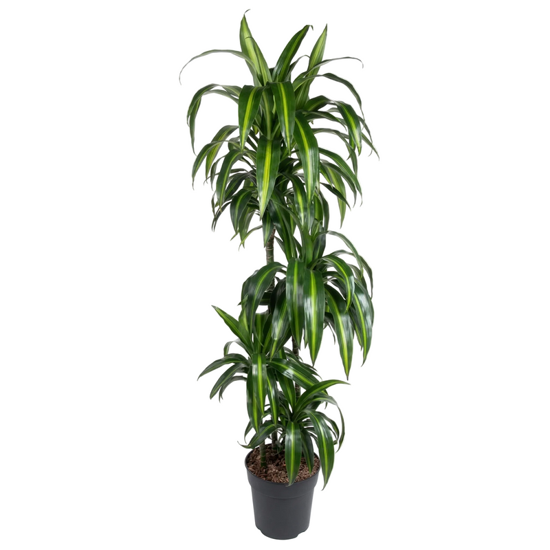 Dracaena Hawaiian Sunshine, Zimmerpflanze 150cm