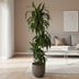 Dracaena Hawaiian Sunshine, Zimmerpflanze 150cm Bild 2