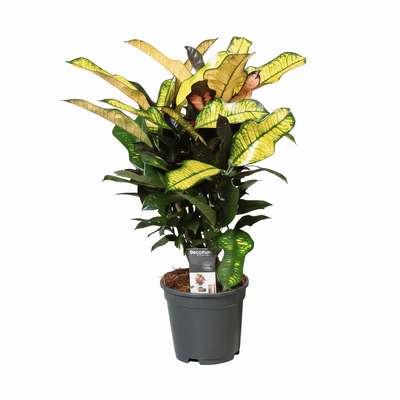 Croton Wilma XL - 60cm hoch, Ø17cm Topf - Tropische Farbenpracht