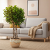 Ficus Moclame geflochten, 120 cm – Elegante Zimmerpflanze Bild 2