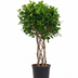 Ficus Moclame geflochten, 120 cm – Elegante Zimmerpflanze Bild 1