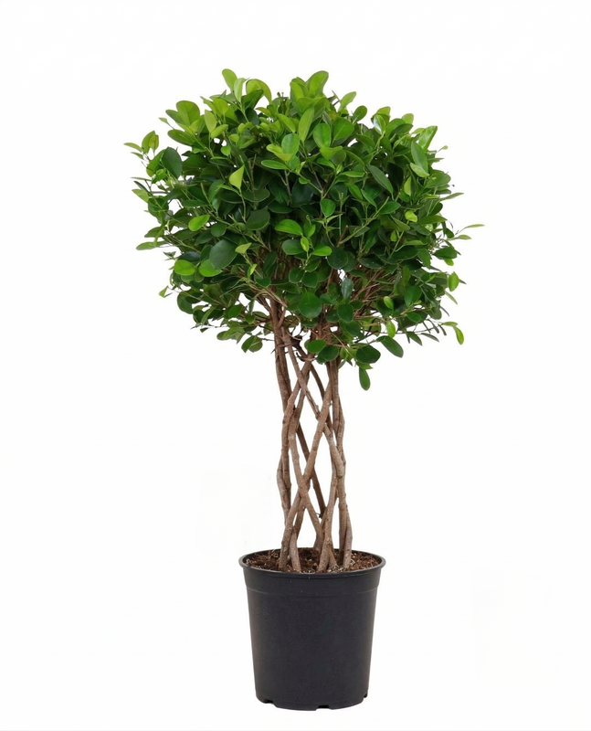 Dracaena surculosa