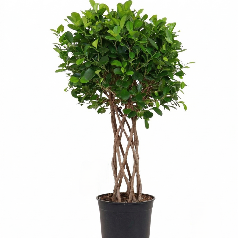 Ficus Moclame geflochten, 120 cm – Elegante Zimmerpflanze