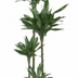Dracaena Janet Lind XXL - 180cm: Große Grünpflanze für Ihr Zuhause Bild 1