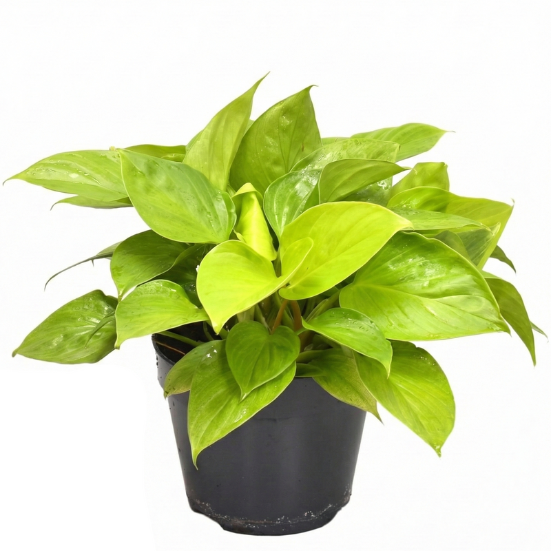 Homalomena Lemon Lime: Exotic Houseplant Ø15cm, 30cm high