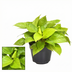 Homalomena Lemon Lime: Exotic Houseplant Ø15cm, 30cm high Bild 2