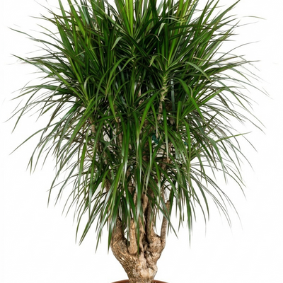 Dracaena Marginata Verzweigt XXL - 200cm Höhe, Exotischer Blickfang