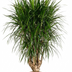 Dracaena Marginata Verzweigt XXL - 200cm Höhe, Exotischer Blickfang Bild 1