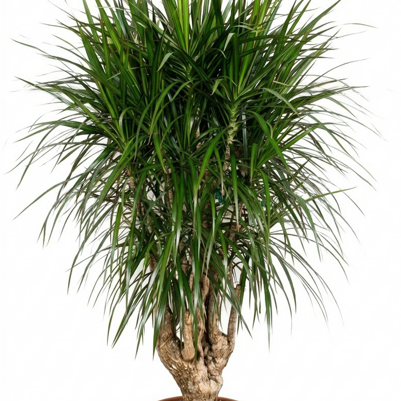 Dracaena Marginata Verzweigt XXL - 200cm Höhe, Exotischer Blickfang