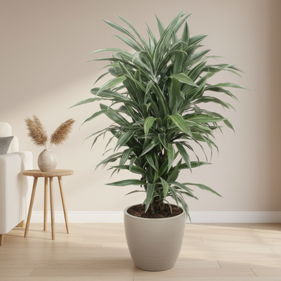 Dracaena Warneckei (100 cm, Ø27) – Stilvolle Zimmerpflanze mit weißem Blattrand