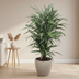 Dracaena Warneckei (100 cm, Ø27) – Stylish Houseplant with White Leaf Margin Bild 2