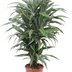 Dracaena Warneckei (100 cm, Ø27) – Stylish Houseplant with White Leaf Margin Bild 1
