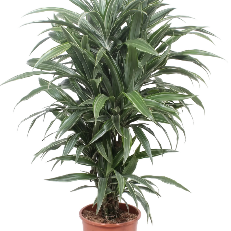 Dracaena Warneckei (100 cm, Ø27) – Stylish Houseplant with White Leaf Margin