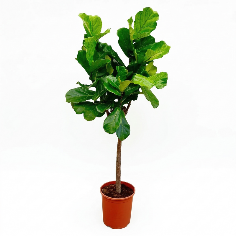 Ficus Lyrata Baum, 160cm hoch, Topf ø34cm