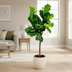 Ficus Lyrata Baum, 160cm hoch, Topf ø34cm Bild 2