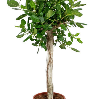 Ficus Benghalensis Luxusbaum - 200 cm: Üppige Zimmerpflanze für Ihr Zuhause