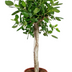 Ficus Benghalensis Luxusbaum - 200 cm: Üppige Zimmerpflanze für Ihr Zuhause Bild 1