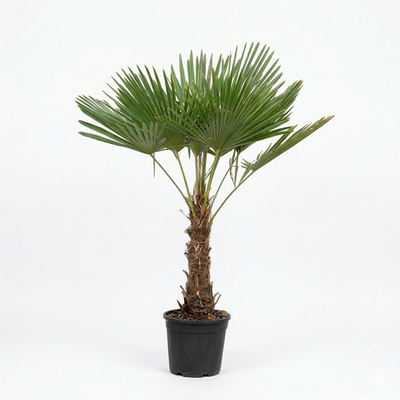 Trachycarpus Fortuneii Palme, 180-200 cm, Ø40cm