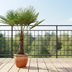 Trachycarpus Fortuneii Palme, 180-200 cm, Ø40cm Bild 2
