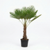 Trachycarpus Fortuneii Palme, 180-200 cm, Ø40cm Bild 1