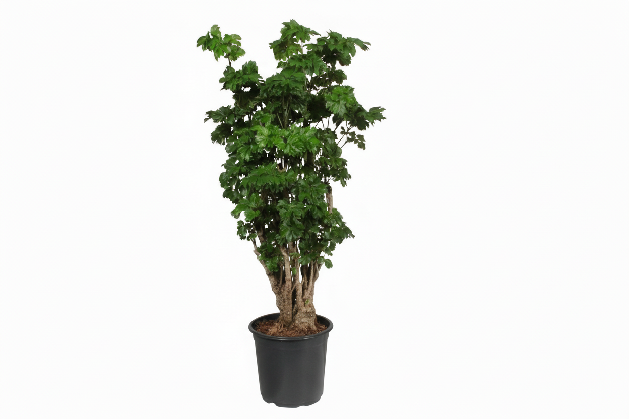 Dracaena surculosa