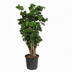 Polyscias Roble Vertakt Zimmerpflanze Ø21cm - ↕80cm Bild 1
