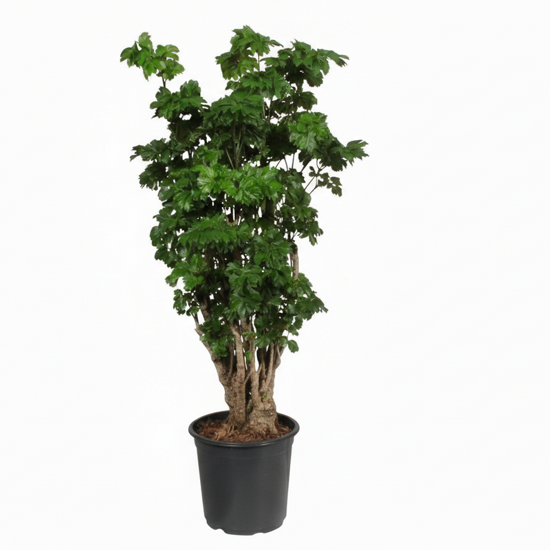 Polyscias Roble Vertakt Zimmerpflanze Ø21cm - ↕80cm