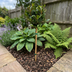 GreenboutiQ Lorbeerbaum (Laurus nobilis) Stamm 90cm, Topf 19cm Bild 4