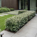 XXL Spar-Bundle: 144x Green boutiQ Eleagnus ebbingei Compacta (Ölweide) - Immergrüne Heckenpflanzen - Grau - 25-35cm (9cm Topf) Bild 5