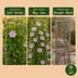 Clematis Nelly Moser: 2 rosa Blütenwunder für Ihren Garten Bild 5