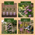 Clematis 'Hagley Hybrid' - Rosa Kletterpflanze, pflegeleicht, 2 Pflanzen Bild 5