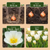 GreenboutiQ - Flower Bulbs - Tulip Triumph White - Bulbs Hardy Perennial - Colour White - 15 Pieces - Bulb Size 11/12 - XXL Pack Bild 4