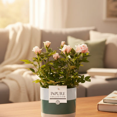 Rosa Light Pink In P&PURE Lauren Ceramics - Ø12cm - ↕30cm