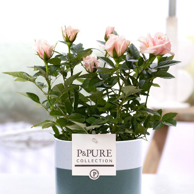 Rosa Light Pink In P&PURE Lauren Ceramics - Ø12cm - ↕30cm