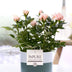 Rosa Hellrosa Rose – Ø 12cm Topf, 30cm Höhe – P&PURE Keramikserie Bild 1