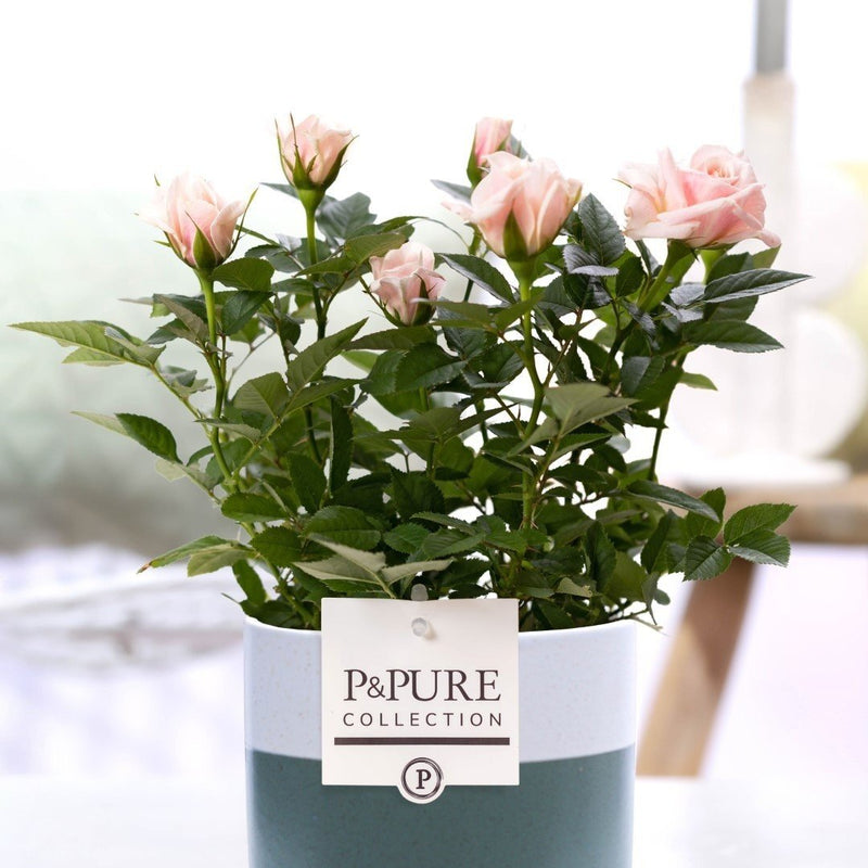 Rosa Hellrosa Rose – Ø 12cm Topf, 30cm Höhe – P&PURE Keramikserie