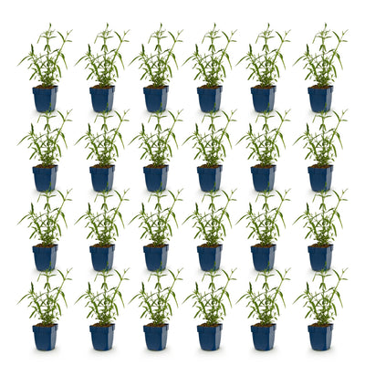 Staude - Verbena bonariensis Lollipop - Eisenkraut - Bienen- und Schmetterlingsmagnet - Violett - 24 Pflanzen - Topf 11cm - Höhe 15-25cm