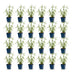 Verbena bonariensis Lollipop, Bienen- & Schmetterlingsmagnet, 24 Pflanzen Bild 2