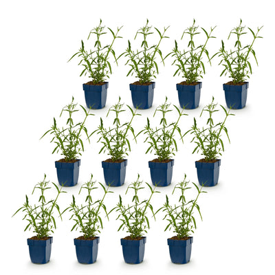 Staude - Verbena bonariensis Lollipop - Eisenkraut - Bienen- und Schmetterlingsmagnet - Violett - 12 Pflanzen - Topf 11cm - Höhe 15-25cm