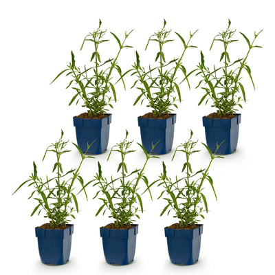 Mehrjährige Pflanze - Verbena bonariensis Lollipop - Eisenkraut - Bienen- und Schmetterlingsmagnet - Lila - 6 Pflanzen - Topf 11cm - Höhe 15-25cm
