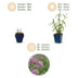 Green boutiQ - Perennial - Verbena bonariensis Lollipop - Ironweed - Bee and Butterfly Attractors - Purple - 6 Plants - Pot 11cm - Height 15-25cm Bild 4