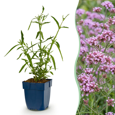 Mehrjährige Pflanze - Verbena bonariensis Lollipop - Eisenkraut - Bienen- und Schmetterlingsmagnet - Lila - 3 Pflanzen - Topf 11cm - Höhe 15-25cm