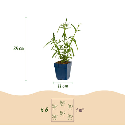 Mehrjährige Pflanze - Verbena bonariensis Lollipop - Eisenkraut - Bienen- und Schmetterlingsmagnet - Lila - 3 Pflanzen - Topf 11cm - Höhe 15-25cm