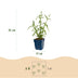 Green boutiQ - Perennial - Verbena bonariensis Lollipop - Ironweed - Bee and Butterfly Attractors - Purple - 3 Plants - Pot 11cm - Height 15-25cm Bild 2