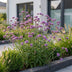 Green boutiQ - Perennial - Verbena bonariensis Lollipop - Ironweed - Bee and Butterfly Attractors - Purple - 3 Plants - Pot 11cm - Height 15-25cm Bild 5