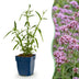 Green boutiQ - Perennials - Verbena bonariensis Lollipop - Vervain - Attracts Bees and Butterflies - Purple - 1 Plant - 11cm Pot - Height 15-25cm Bild 1