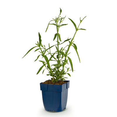 Stauden - Verbena bonariensis Lollipop - Eisenkraut - Bienen- und Schmetterlingsanzieher - Lila - 1 Pflanze - Topf 11cm - Höhe 15-25cm